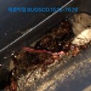 벅스코(BUGSCO)