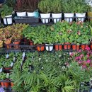 서귀포향토오일시장 이미지