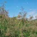 갈대이야기 이미지