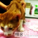 정다운종합동물병원 이미지