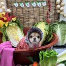 보고유치원 이미지