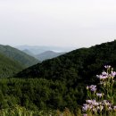 개미취,마타리,왕고들빼기,물봉선,꼬리조팝,갈퀴나물,까실쑥부쟁이 이미지