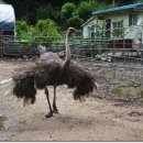 삼봉농장 이미지