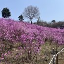 봄날애견 이미지