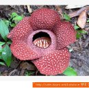 세계에서 가장 큰 꽃 `라플레시아(Rafflesia)` 이미지