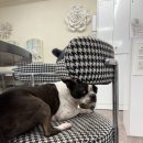 멍무이 쌀롱 이미지