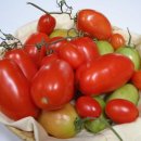로마 토마토 재배 방법 이미지