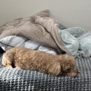 베스트프렌 독 이미지