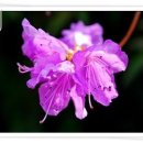 봄내음 가득한 꽃차 이미지