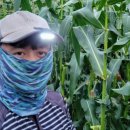 형진상회 이미지