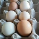 나눔염소농장 이미지