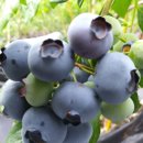 기웅농장 이미지