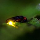 반딧불이의 기억 이미지