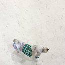 월 스트리트 애견유치원 이미지