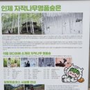 자작나무쉼터 | 강원도 인제 가볼만한곳 원대리 속삭이는 자작나무숲 방문 후기