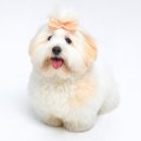 꼬동이네 이미지