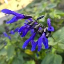 최근 교토에서 만난 꽃이름 알려주세요.(블랙앤블루세이지/중국남천) 이미지