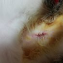 리오동물병원 이미지