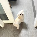 심메디칼 | 상암동동물병원, 왕복 16시간 거리에서도 찾아오는 곳 1가지 특징