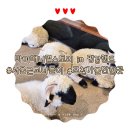 서울나들공원 화장실 | [마이애니멀스토리 in 평강랜드] 아이들과 다녀오기 좋은 서울 근교 나들이 후기