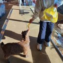 숲의 아이 | 부산 광안리 실내동물원 애니멀숲 솔직후기｜아이와 방문해보니