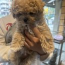 스마트동물병원 강동암사점 | 암사동 스마트 동물병원