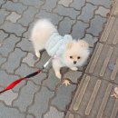 아망도그플레이스 이미지