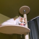 냥클래스 이미지