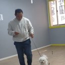 워킹펫살롱 이미지