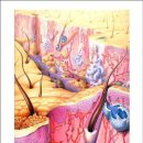 피부계 Integumentary System 이미지