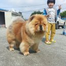 소망애견 이미지