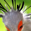 Secretary Bird 이미지