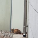 왕김밥 용흥점 이미지