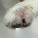 준동물병원 이미지