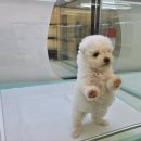 미유펫 강아지분양 고양이분양 전주점 이미지