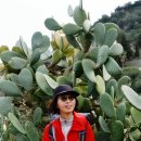 GR221 : Day 4 Deià - Port de Sóller - Sóller 1 이미지