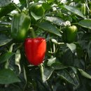 에덴농장 2 이미지