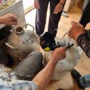 사선가축인공수정소 | 임실군, 낙농가 저지종 젖소 수정란 보급