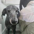 사랑할개 | 대형견출장미용 사랑할개 방문 후기