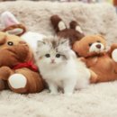 강남고양이 분양 히어로펫 이미지