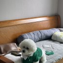 가평댕댕이애견풀빌라펜션블루 | 가평 댕댕이 풀빌라 애견펜션 내돈내산 후기 (나의 9월 ep2)