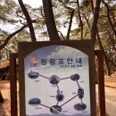 편한마음힐링센타왕쑥뜸 | 영월 청령포 전설 평일 방문 후기, 주차 매표 왕과 사는 남자 촬영지 정보