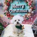 다이아몽 이미지