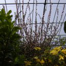 앵두식당 이미지