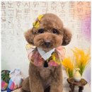 향기펫샵 네이버블로그
