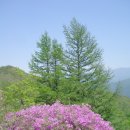 전북 - 운봉 지리산 바래봉 철쭉 산행 이미지