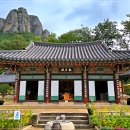 물고기나무 이미지