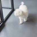 리틀애견 이미지