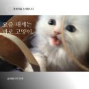 다움동물병원 | [농심 반려다움] 제가 농심 반려다움을 선택한 이유 (feat. 반려동물 채리 자랑)