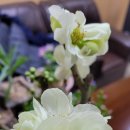 매일 꽃 이미지